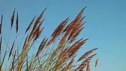 Pampas Grass Stock Footage