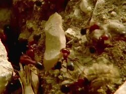 CU Fire Ants /Acre, Israel Stock Footage