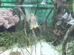 Tropical Fish Video Stock Footage