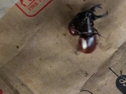 Rhino Beetle Stock Footage