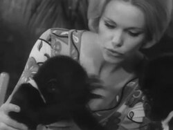 Twin gorillas born at Frankfurt Zoo Stock Footage