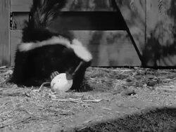 Skunk and rabbit Stock Footage