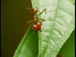 MCU Leaf cutter ant on leaf, South America Stock Footage