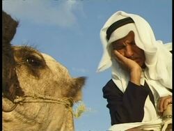 CU Bedouin asleep on camel, Egypt Stock Footage