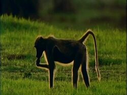 Baboon (Papio ursinus) MS single baboon sidelit, forages in grass, Mana Pools, Zimbabwe Stock Footage