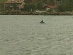 Dolphin and traditional fisherman in water, Laguna, Brazil [Brasil] Stock Footage