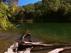 remote bush Stock Footage
