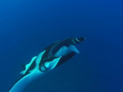 Manta Rays over Sea Mount fish, lobes move,  close up, Mexico  Stock Footage