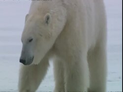 Polar bears (Ursus maritimus) by ice hole, near Churchill, Manitoba, Canada Stock Footage