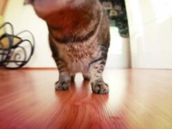 Fat Cat Stock Footage