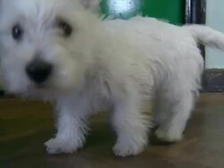 Dogs in puppy training class News Clip