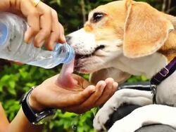 Beagle Thirsty Stock Footage