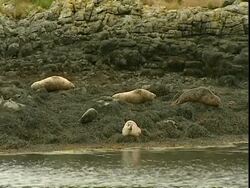 MWA Grey seals (Halichoerus grypus), resting on seaweed covered rocks by water, Norfolk, UK Stock Footage