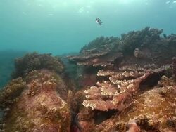 MS POV Shot of Reef covered with various coral and seaweed swaying with surge including various fish swimming / Mahe, Seychelles Stock Footage