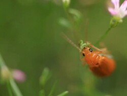Insect Stock Footage