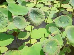 Lotus leaf. Stock Footage