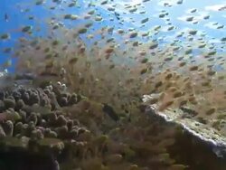 School of Golden Sweepers (Parapriacanthus ransonneti) and other reef fishes, Baa Atoll, The Maldives Stock Footage