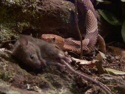 Medium Close Up Zoom In - Snake approaches dead rodent /  Stock Footage
