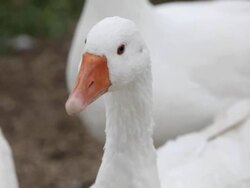 Close-up of white goose on a farm Stock Footage
