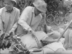 Viet Cong Use Bikes to Move Supplies Stock Footage