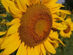 Bee On A Sunflower Stock Footage