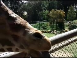 Giraffe Face, Mouth and Tongue Stock Footage