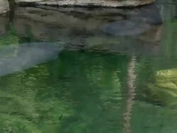 Manatees swim away Stock Footage