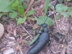 Black Beetle Eating Grass Part 1 Stock Footage