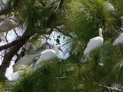Close up of Ibis in a Pine Tree Stock Footage