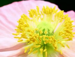 Poppy blooming HD Stock Footage