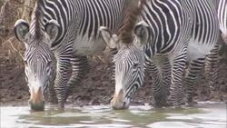 Zebras drink from a watering hole. Stock Footage