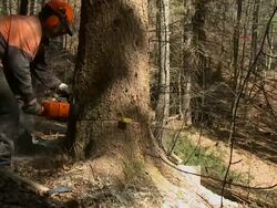 HD SLOW-MOTION: Forester at work Stock Footage