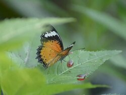Monarch butterfly Stock Footage