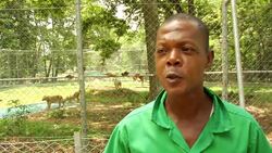 VOICED : Arrival of lions in Abidjan zoo signal hope for its future News Clip
