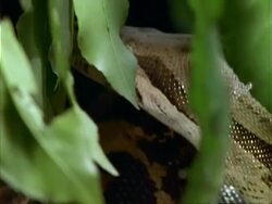 Boa, CU Boaoves over log.  Panama. Stock Footage