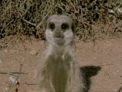 Meerkat (Suricata suricatta) out burrow, sits and watches, Namaqualand, South Africa Stock Footage
