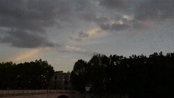 CLEAN : Starlings migrate over News Clip