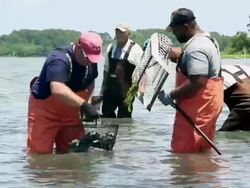 MS PAN Group of  Watermen Harvesting Clams in Shallow Water / Oyster, Virginia, USA Stock Footage