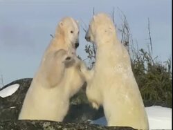 Polar bears (Ursus marinus) wrestling, Manitoba, Canada Stock Footage