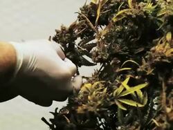 Marijuana, weed, buds, cannabis, plant, pot Stock Footage