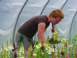 MS SLO MO TS Shot of Young woman picks flowers in green/hoop house at organic farm / Chatham, Michigan, United States Stock Footage