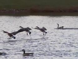 Several Canadian Geese glide through the sky and gracefully land on small pond at sunrise. Stock Footage