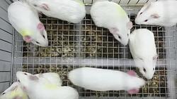 Guinea pig cultred in the cage for experiment Stock Footage