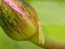 Birth of a dragonfly Stock Footage
