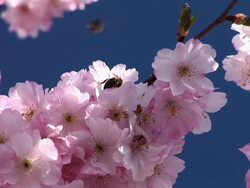 HD: Pink blossoms Stock Footage