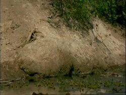 High Speed Lillian's love-birds, MLS group take off from shallow water, birds in flight, rocky embankment in background, Mana Pools, Zimbabwe Stock Footage