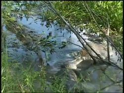 CU Alligator in swamp eating dead carcass floating on surface, Brazos Bend State Park, Texas, USA Stock Footage