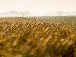 R/F Insects On The Barley Stock Footage