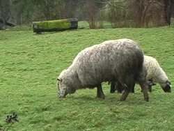 Sheep Stock Footage