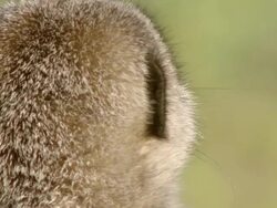 CU Shot of Single meerkat observing surroundings intently / Namaqualand, Northern Cape, South Africa Stock Footage